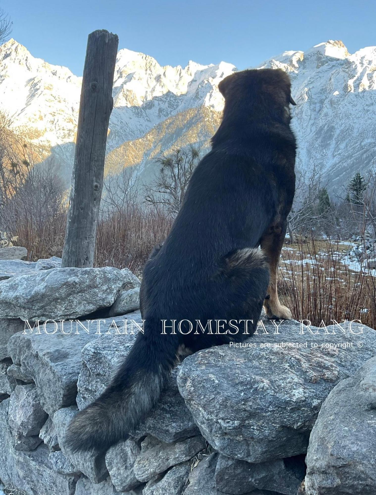 Mountain Home Stay -Rang, At Reckong Peo - Kalpa, Near Goyal Motors, Way To Petrol Pump At Itbp Quarters Εξωτερικό φωτογραφία
